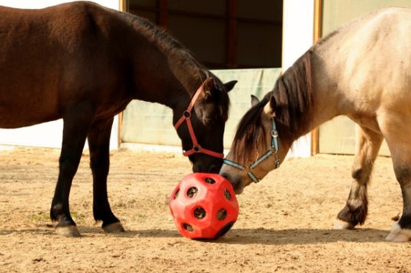 Voer/speelbal groot formaat paars - Afbeelding 2